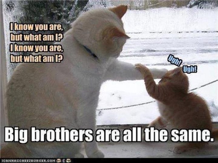 37 Funny Animal Memes - "I know you are but what am I? I know you are but what am I? Big brothers are all the same."