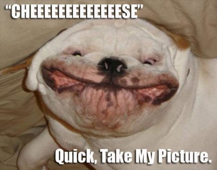 37 Funny Animal Memes - "Cheeeeeeeeeeeeese. Quick, take my picture."