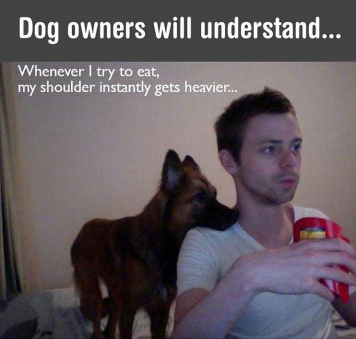 37 Funny Animal Memes - "Dog owners will understand. Whenever I try to eat, my shoulder instantly gets heavier..."