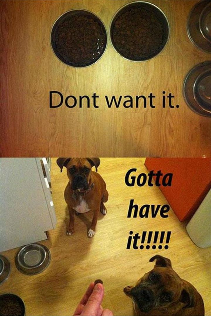 37 Funny Animal Memes - "Don't want it. Gotta have it!!!!!"