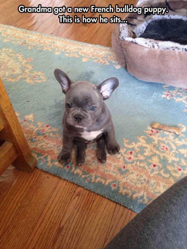 37 Funny Animal Memes - "Grandma got a new French bulldog puppy. This is how he sits..."