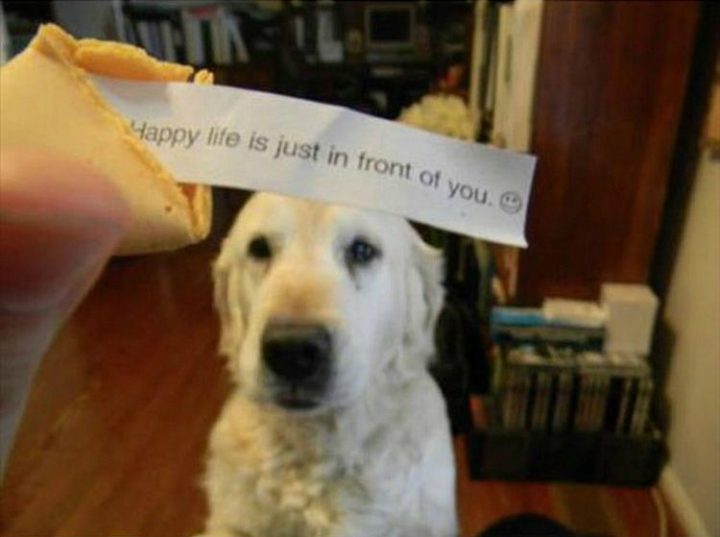 37 Funny Animal Memes - "Happy life is just in front of you."