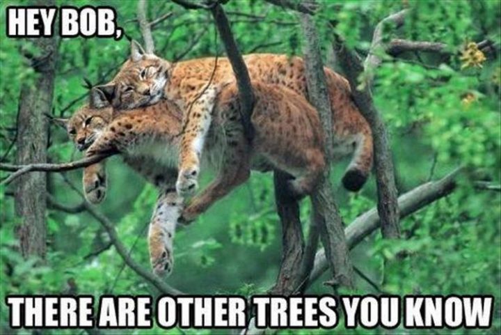 37 Funny Animal Memes - "Hey Bob, there are other trees you know."