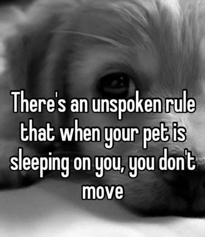 37 Funny Animal Memes - "There's an unspoken rule that when your pet is sleeping on you, you don't move."