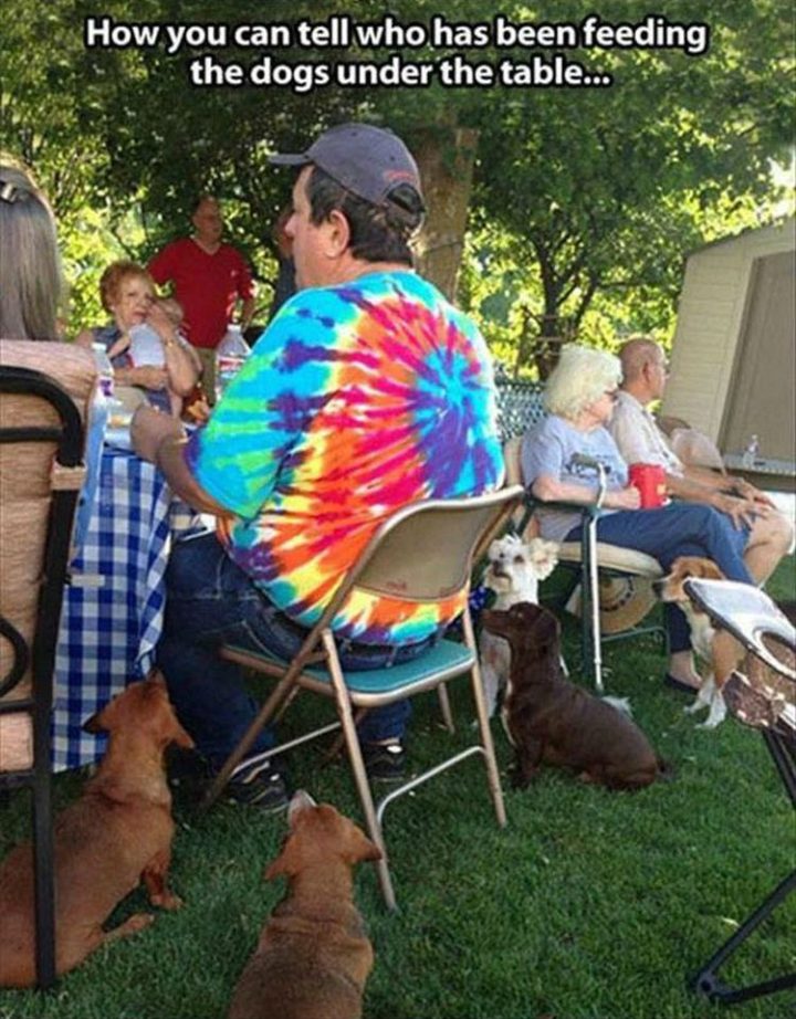 37 Funny Animal Memes - "How you can tell who has been feeding the dogs under the table..."