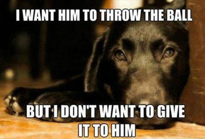 37 Funny Animal Memes - "I want him to throw the ball but I don't want to give it to him."