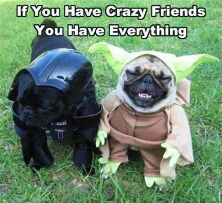 37 Funny Animal Memes - "If you have crazy friends, you have everything."