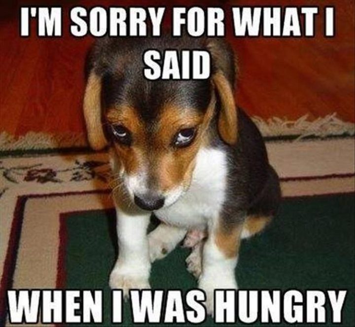 37 Funny Animal Memes - "I'm sorry for what I said when I was hungry."