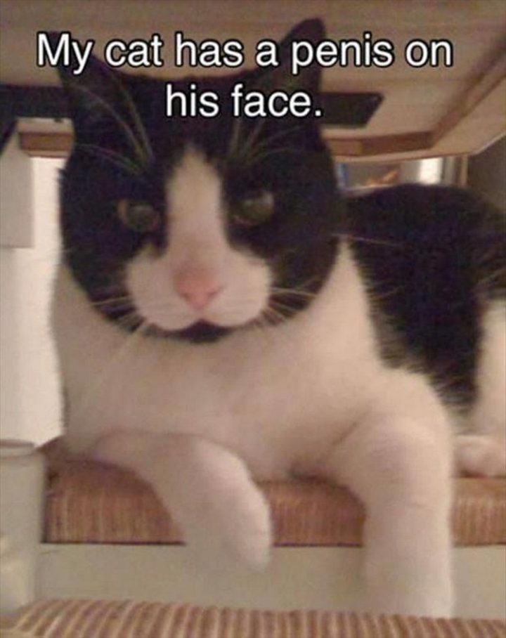 37 Funny Animal Memes - "My cat has a penis on his face."