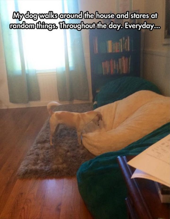 37 Funny Animal Memes - "My dog walks around the house and stares at random things. Throughout the day. Everyday..."