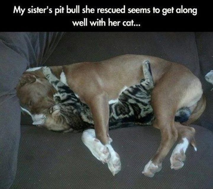 "My sister's pit bull she rescued seems to get along well with her cat."