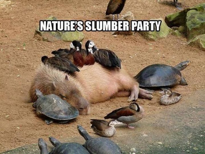 "Nature's slumber party."