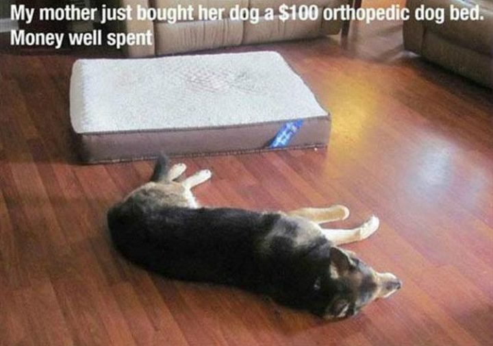 "My mother just bought her dog a $100 orthopedic dog bed. Money well spent."