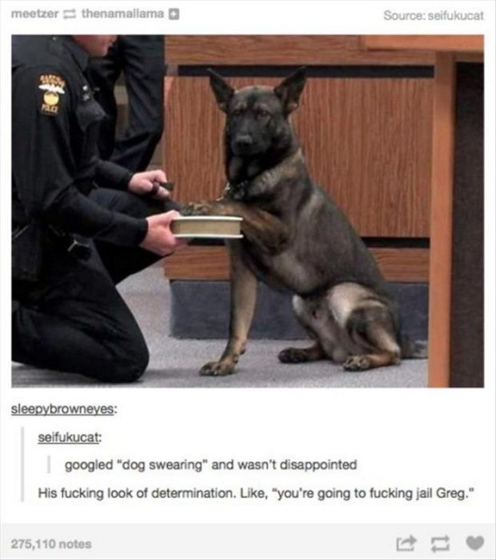 "Googled 'dog swearing' and wasn't disappointed. His look of determination. Like, 'you're going to jail Greg.'"