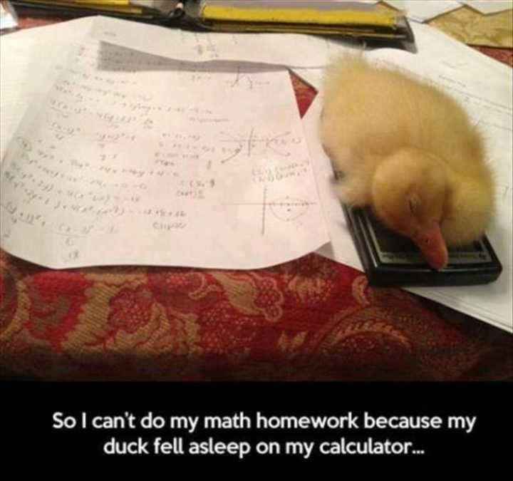 "So I can't do my math homework because my duck fell asleep on my calculator."