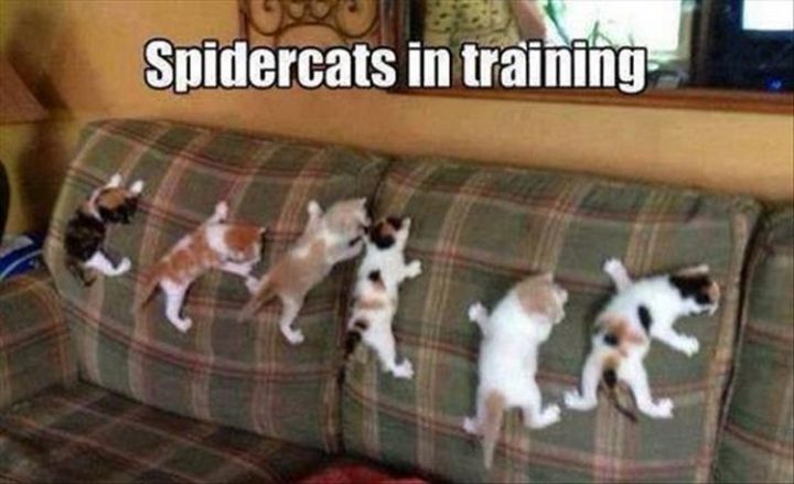 "Spidercats in training."