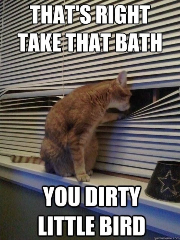 "That's right. Take that bath you dirty little bird."