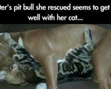 37 Funny Animal Memes That Will Have You Laughing Out Loud. #3 Is Beyond Words!
