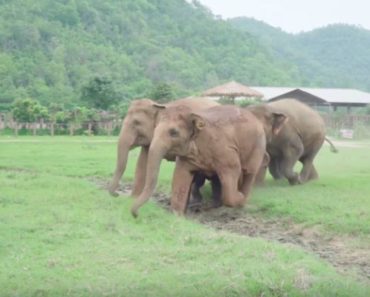 Elephants Start Running in a Refuge. The Reason Why Will Warm Your Heart.