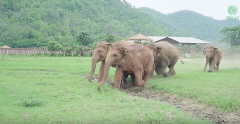Elephants Run to Greet a New Rescued Baby Elephant.