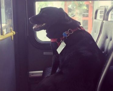 This Dog Leaves the House Everyday and Takes the Bus by Herself! The Reason Why Will Make You Laugh!