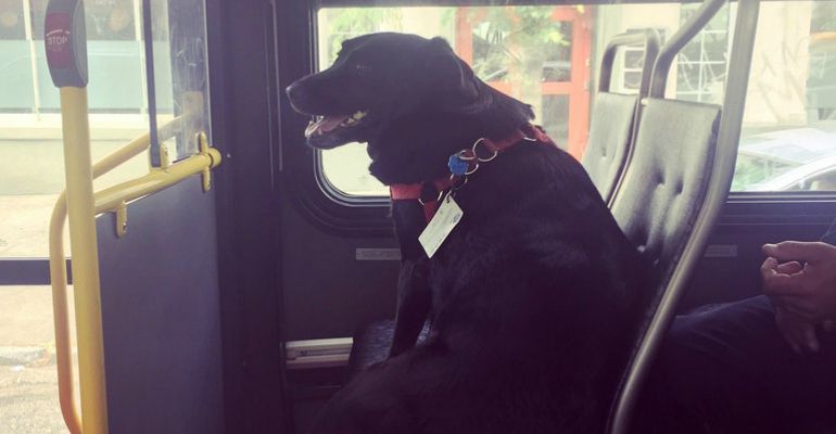 Metro Dog Eclipse Rides Seattle Bus All the Way to the Dog Park.