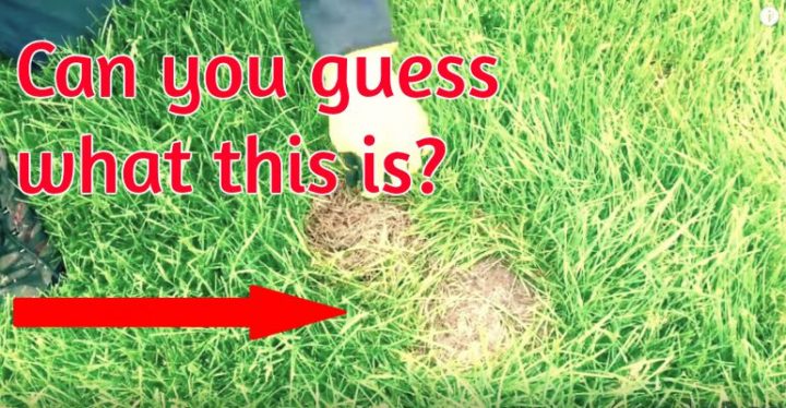 What To Do If You Spot a Baby Rabbit's Nest on Your Lawn