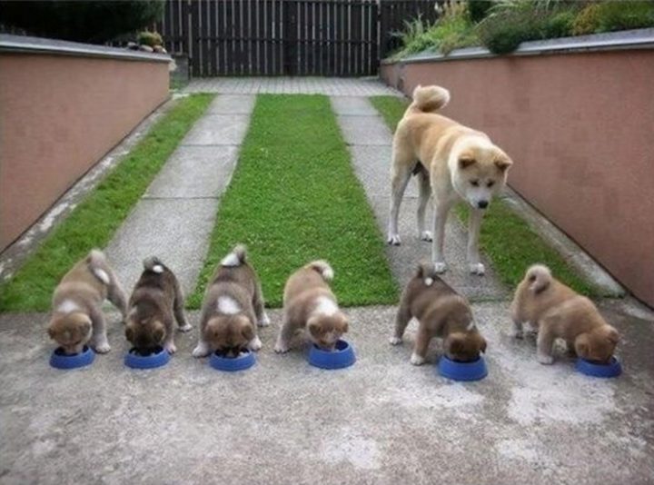 21 Proud Mommy Dogs - That's a lot of "doge" bowls!