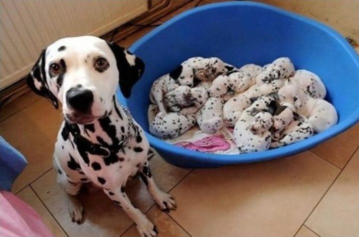 21 Proud Mommy Dogs - One very proud mom.