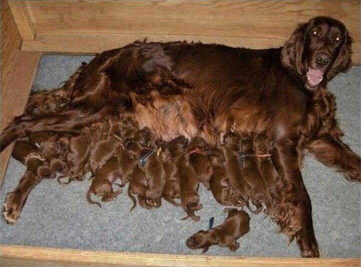 21 Proud Mommy Dogs - WOW! Proud mother to 16 puppies!