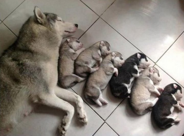 21 Proud Mommy Dogs - Family is everything.