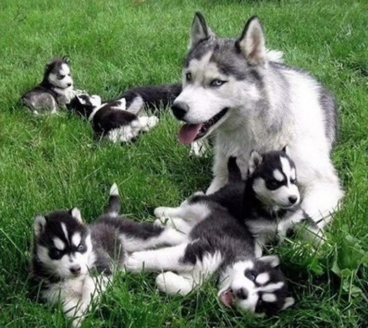 21 Proud Mommy Dogs - So cute.