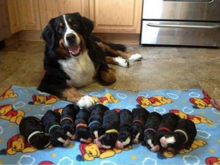 21 Proud Mommy Dogs - So adorable.