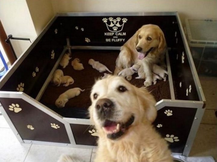 21 Proud Mommy Dogs - Keep calm and be fluffy. Sounds good to me!