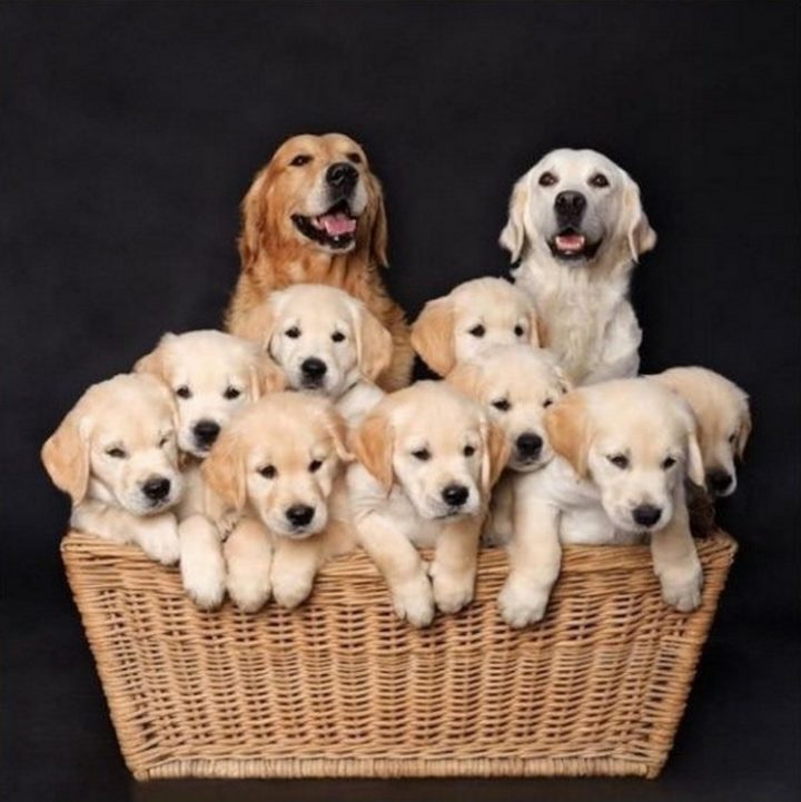 21 Proud Mommy Dogs - Best family picture ever!
