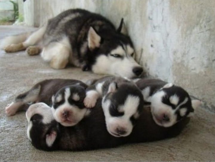 21 Proud Mommy Dogs - Proud mommy taking a nap with her puppies.
