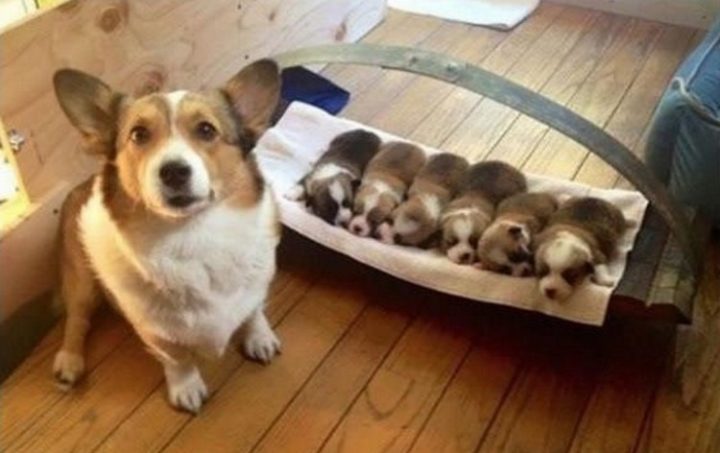 21 Proud Mommy Dogs - I made this!
