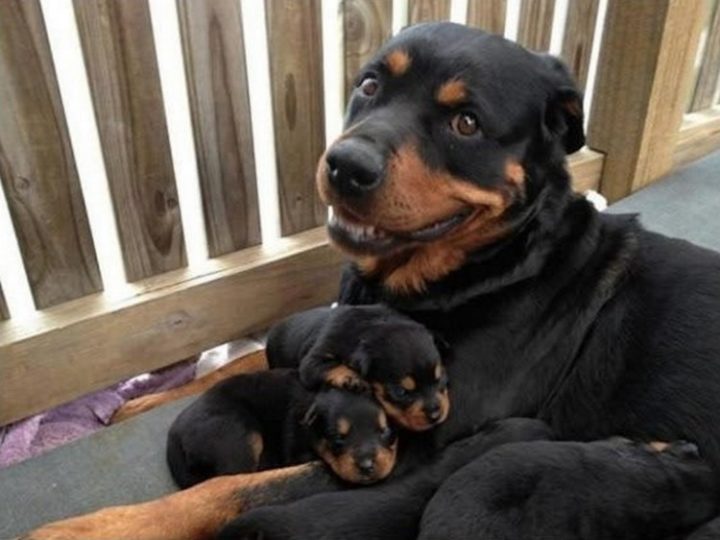 21 Proud Mommy Dogs - Look at that smile! So proud.