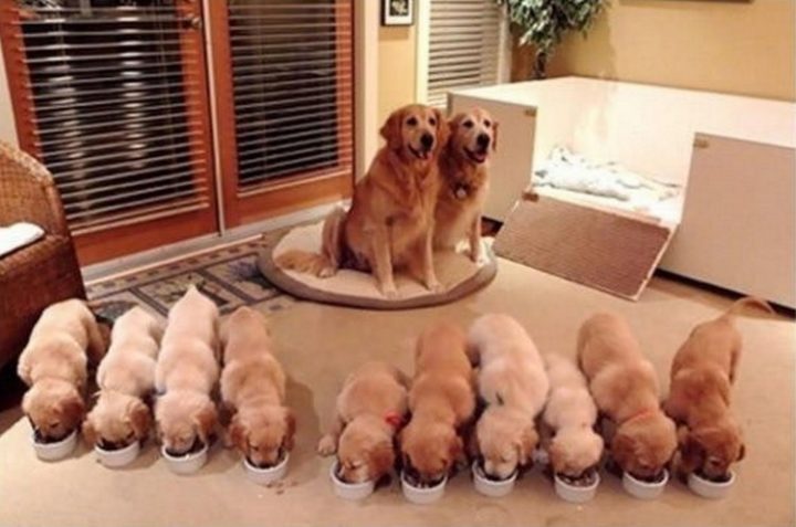 21 Proud Mommy Dogs - Loving parents so proud of their little puppies.