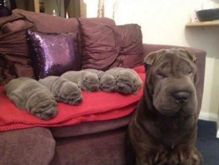 This adorably big wrinkle created even cuter little wrinkles!
