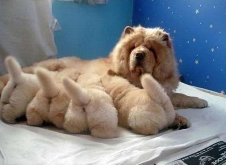 No shortage of fluffy bums!