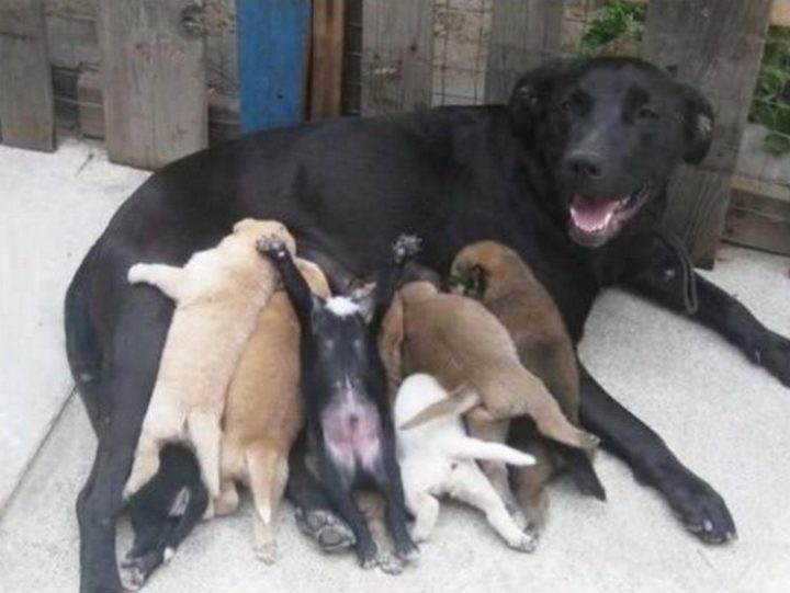 These puppies are so happy that one of them is feeding while on his back!