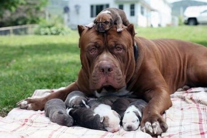 These pit bulls want to grow up big and strong like their parents!
