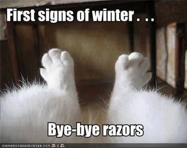 27 Funny Animal Memes - "First signs of winter. Bye-bye razors."