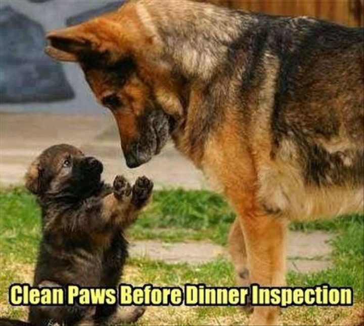 27 Funny Animal Memes - "Clean paws before dinner inspection."