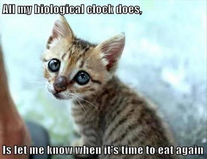 27 Funny Animal Memes - "All my biological clock does is let me know when it's time to eat again."
