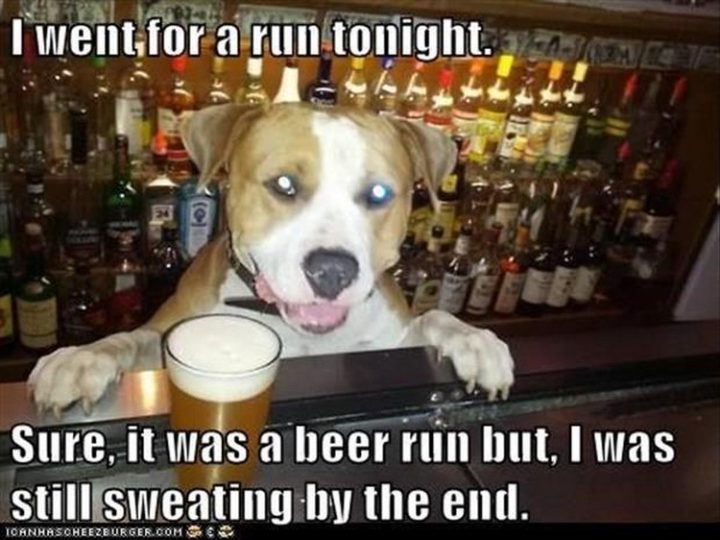 27 Funny Animal Memes - "I went for a run tonight. Sure, it was a beer run but, I was still sweating by the end."