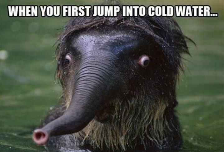 27 Funny Animal Memes - "When you first jump into cold water..."