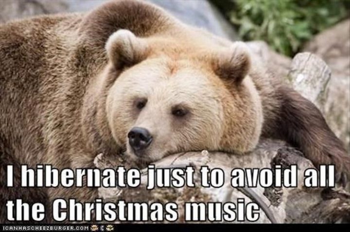 27 Funny Animal Memes - "I hibernate just to avoid all the Christmas music."