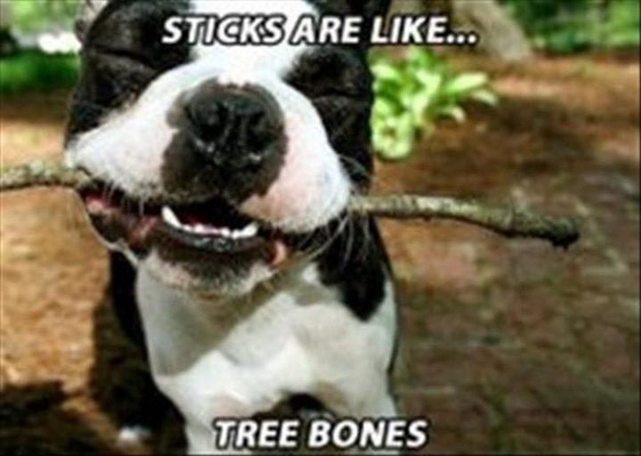 "Sticks are like...tree bones."